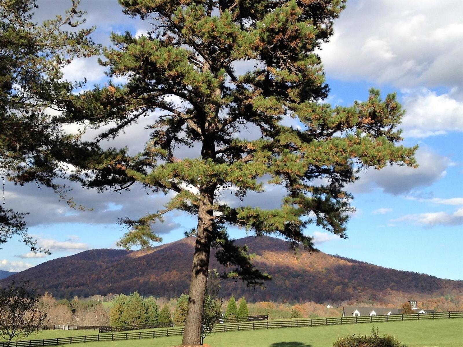 Montfair Resort Farm Crozet 객실 사진